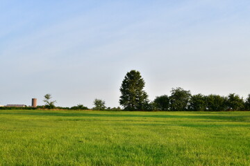 Trees in a Field