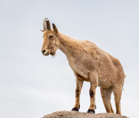 goat on top of a rock