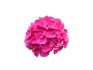 pink hydrangea flower isolated on white