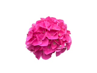 pink hydrangea flower isolated on white