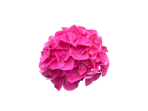 pink hydrangea flower isolated on white