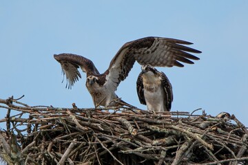Osprey with Mate 2