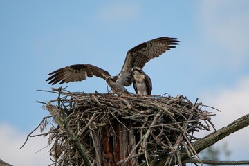 Osprey with Mate
