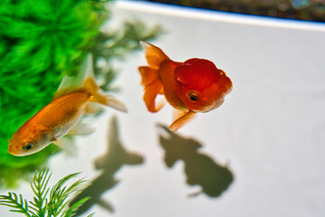 金魚