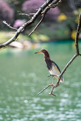 kingfisher on branch