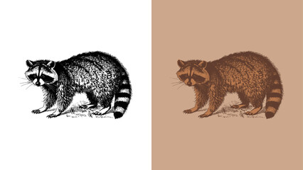 Classic engraving style 2-color vector illustration of a raccoon