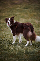 Border Collie Playing Fetch