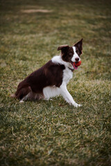 Border Collie Playing Fetch