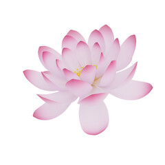 pink lotus flower