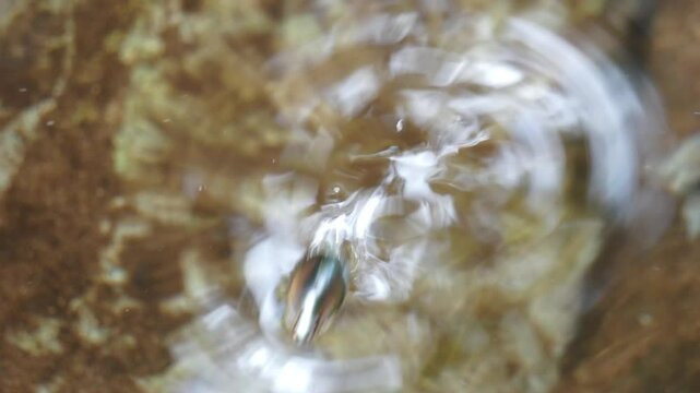  whirligig beetles (water beetles). Comprising the family Gyrinidae that usually swim on the surface of the water if undisturbed