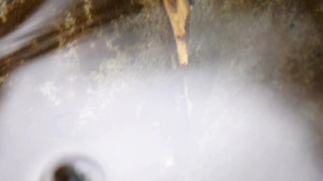  whirligig beetles (water beetles). Comprising the family Gyrinidae that usually swim on the surface of the water if undisturbed