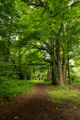 Fototapeta premium path in the forest