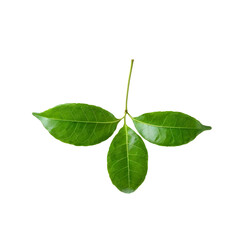 Obraz premium lime leaves isolated on transparent background