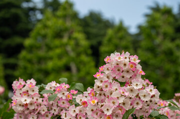 Obraz premium pink tree