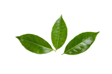 Fototapeta premium lime leaves isolated on transparent background