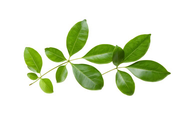 lime leaves isolated on transparent background