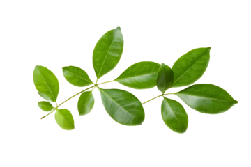 lime leaves isolated on transparent background