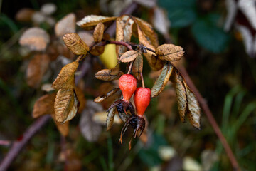 Two Red Rosehips Hanging from a Branch