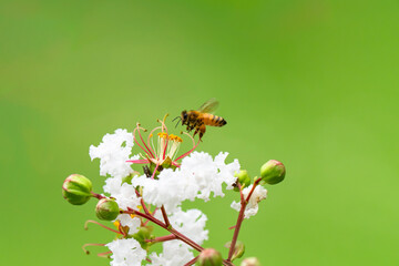 サルスベリの花で花で集密するミツバチ