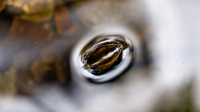  whirligig beetles (water beetles). Comprising the family Gyrinidae that usually swim on the surface of the water if undisturbed