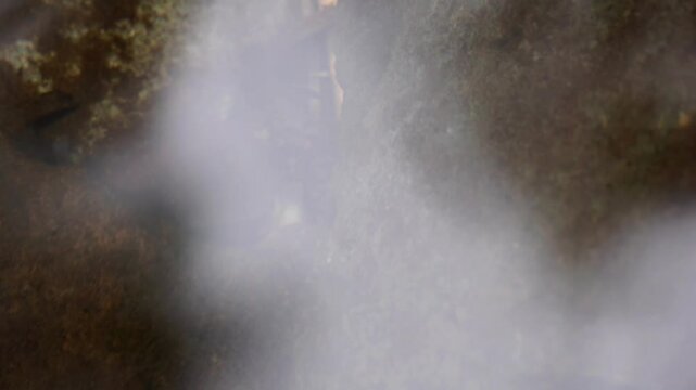  whirligig beetles (water beetles). Comprising the family Gyrinidae that usually swim on the surface of the water if undisturbed