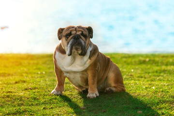 English Bulldog Sitting on Green Grass During Sunny Day