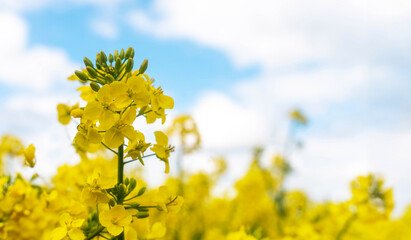 Close Up of Yellow Canola Flowers in Field Against Blue Sky