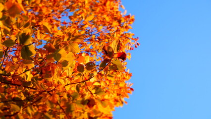Orange Autumn Tree