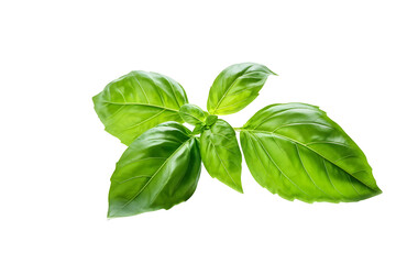 Basil leave isolated on transparent background