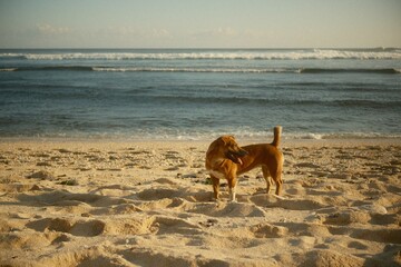 A local dog is on the shoreline of a tropical beach with white sand and a blue sea