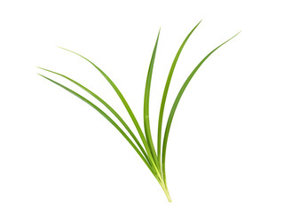 lemongrass isolated on transparent background