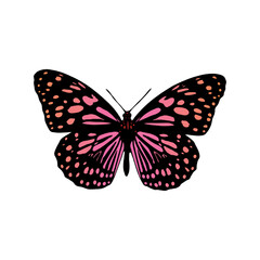 butterfly isolated on white