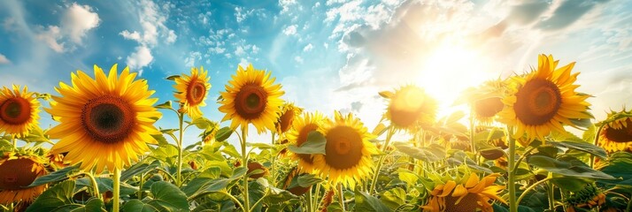 A field of bright yellow sunflowers blooms under a clear blue sky at noon. The sun shines brightly, casting a warm glow on the flowers