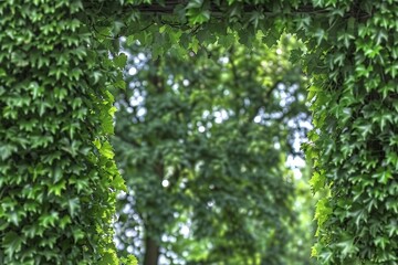 Fototapeta premium ivy climbing on a wall, ideal for backgrounds