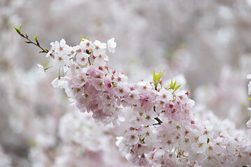 Beautiful and cute pink Kawazu Zakura cherry blossomagainst blue sky, wallpaper background. Tokyo, Japan