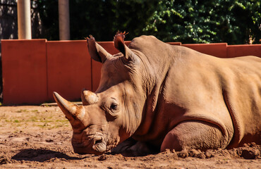 Fototapeta premium Nashorn im Zoo