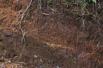 underground layer in a cross-section of the earth, eroding the soil with plant roots