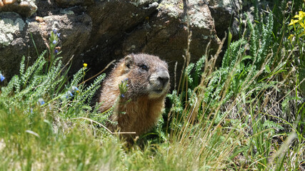 A Yellow-Bellied Marmot Comes Out of Its Den in the Rocky Mountain National Park During Summer in Colorado