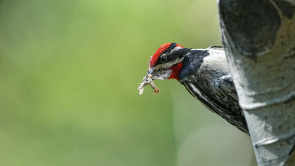 An Adult Red-Naped Sapsucker Holding a Captured Moth in its Beak at the Rocky Mountain National Park in Colorado During the Summer