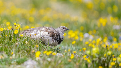 A White-Tailed Ptarmigan In a Field of Flowers at Elevation in the Rocky Mountain National Park During Summer