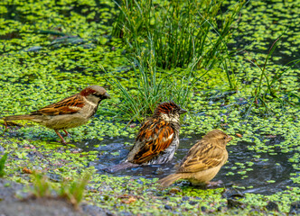 Sparrows swim in the river water near the shore in close-up.