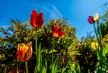 Obraz premium Red tulips on the lawn in the park.