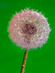 Dandelion with water drops in close-up.