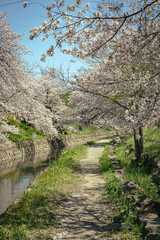 Riverside walkways under beautiful archways of pink cherry blossom trees Sakura Namiki along the river bank of a canal in Fukiage City, Saitama, Japan. Romantic spring scenery of Japanese countryside