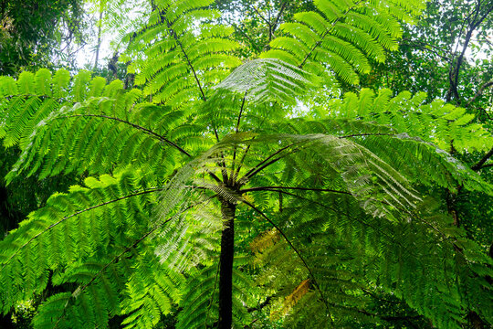 Cibotium barometz (polypodium barometz, barometz, golden chicken fern, woolly fern) In nature
