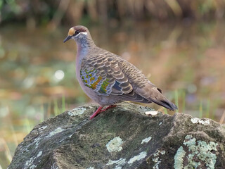 Common Bronzewing Pigeon