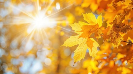 Obraz premium Bright Sunlight Shining Through Golden Autumn Leaves on a Sunny Fall Day