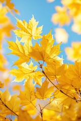 Bright Yellow Autumn Leaves Against a Clear Blue Sky Capturing the Essence of Fall