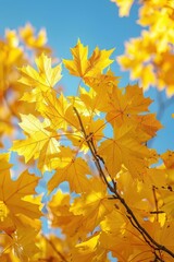 Obraz premium Bright Yellow Autumn Leaves Against Clear Blue Sky Capturing the Essence of Fall Season