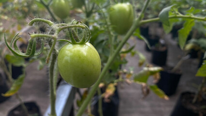 Green tomatoes ready to be harvested